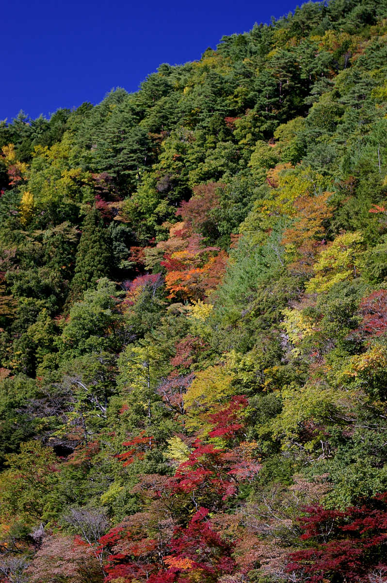 龍神スカイラインの紅葉