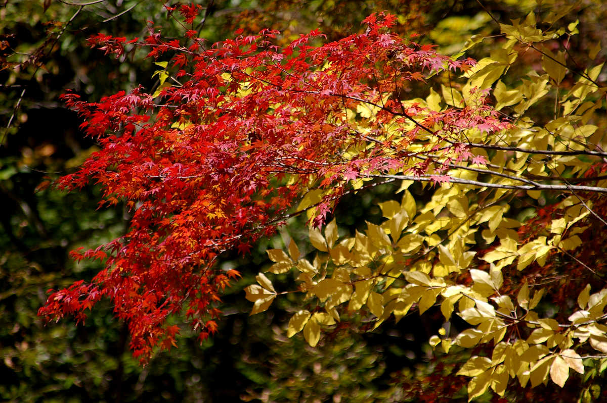 龍神スカイラインの紅葉