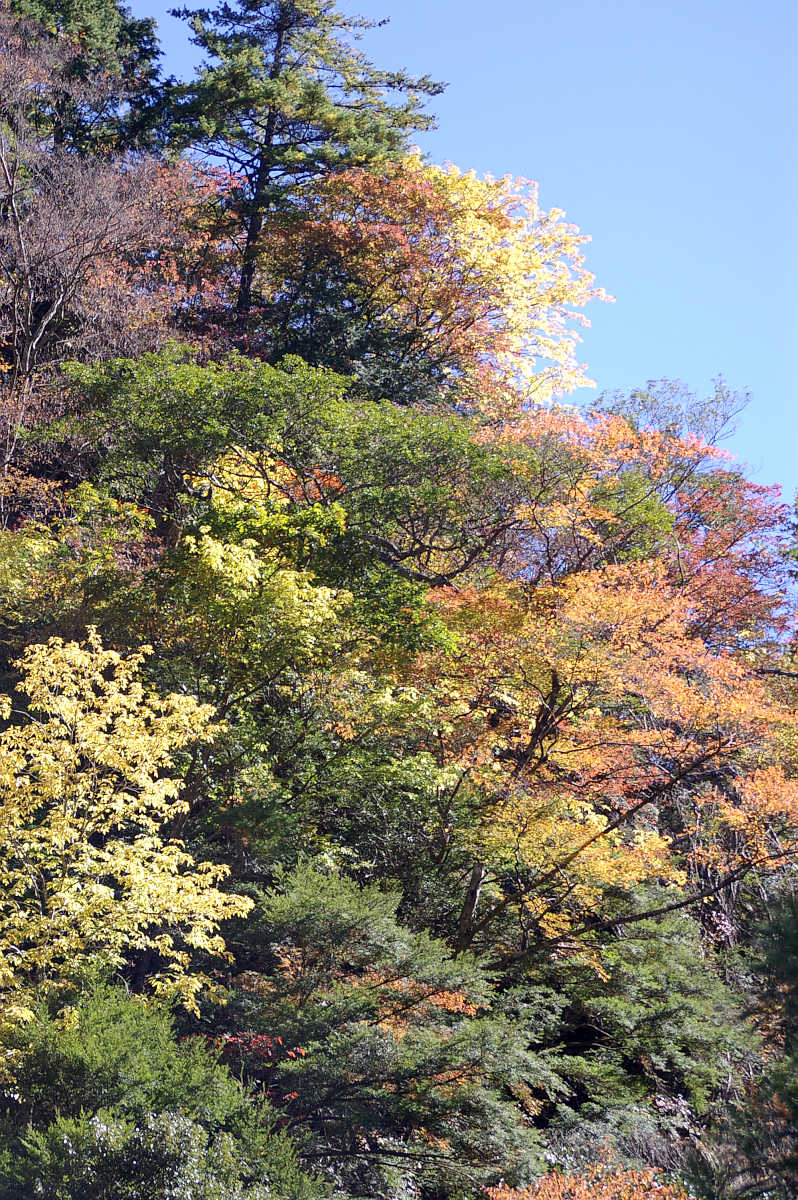 龍神スカイラインの紅葉