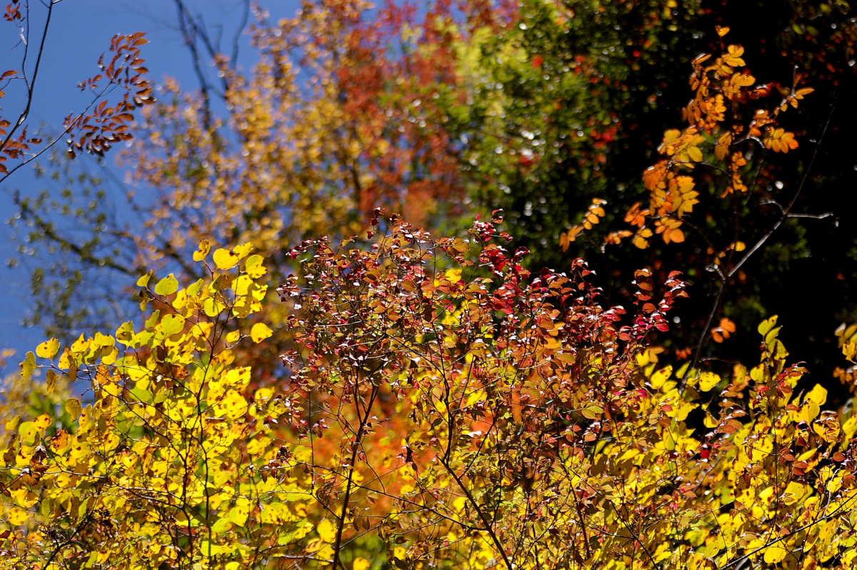 龍神スカイラインの紅葉