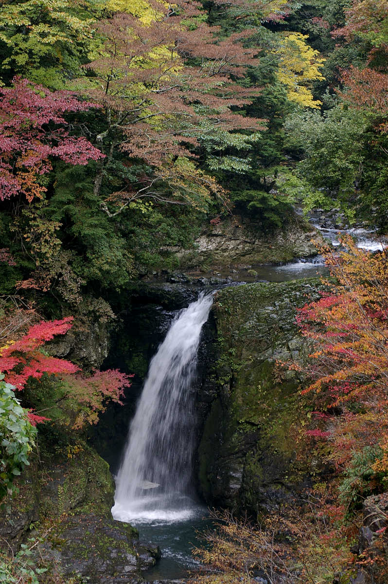 龍神スカイラインの紅葉