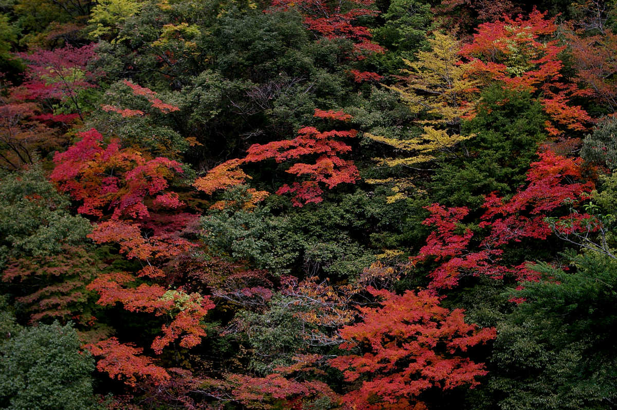 龍神スカイラインの紅葉