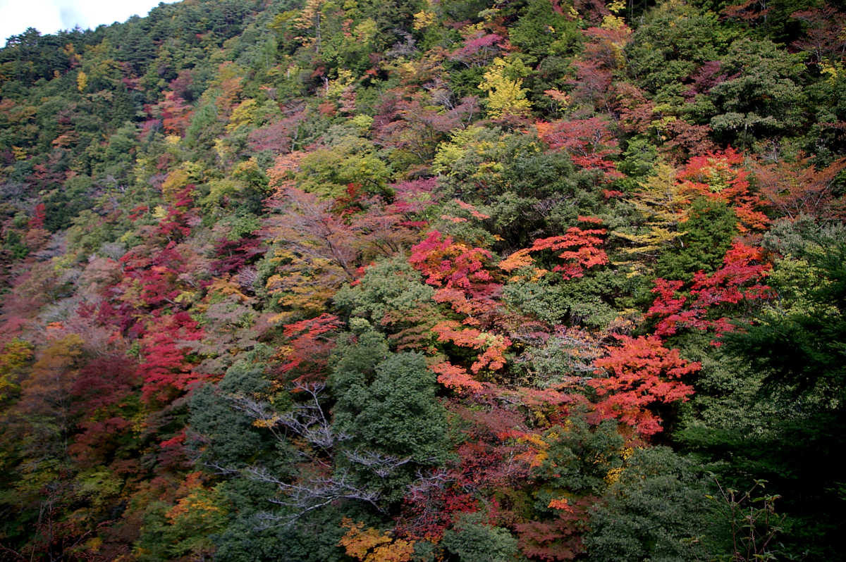 龍神スカイラインの紅葉