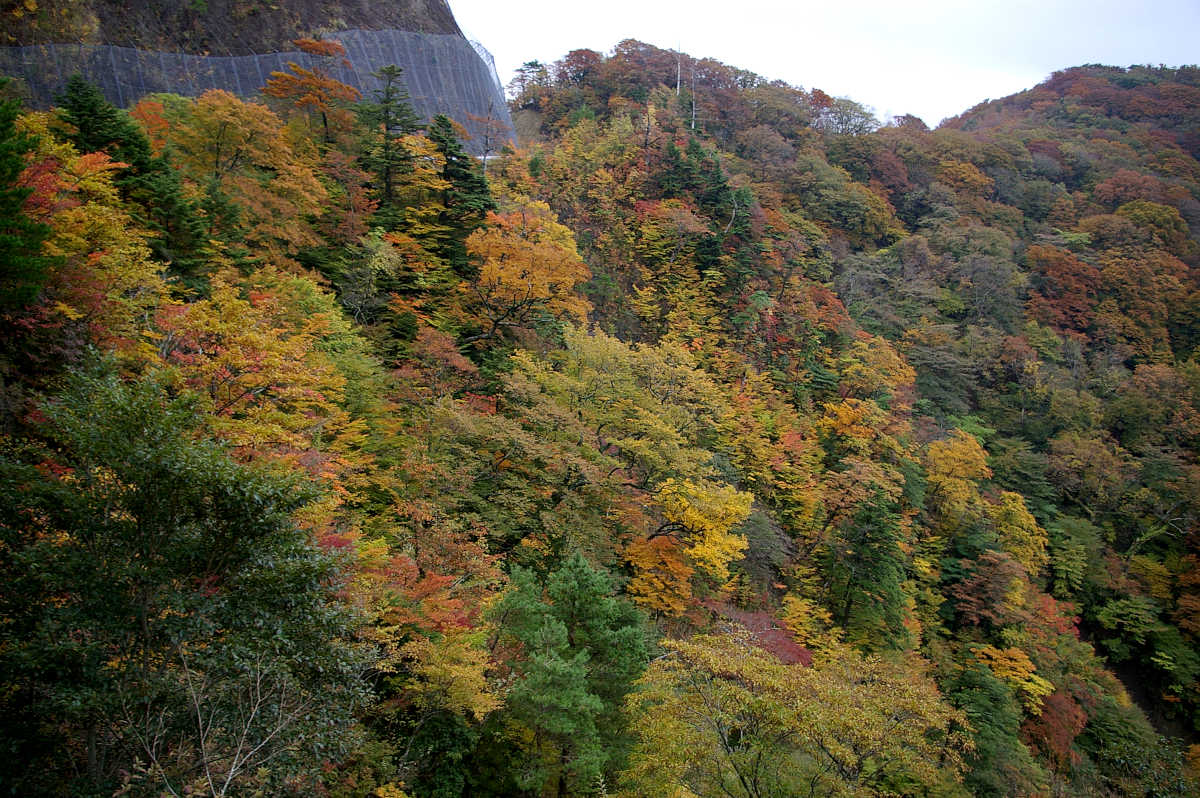 龍神スカイラインの紅葉