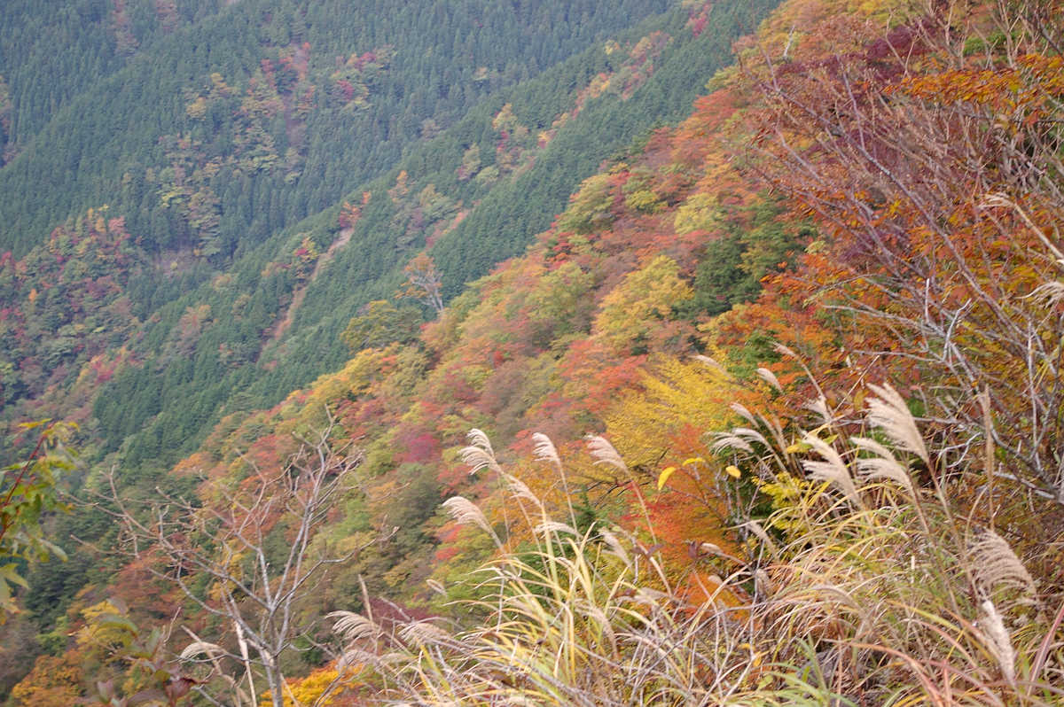 龍神スカイラインの紅葉