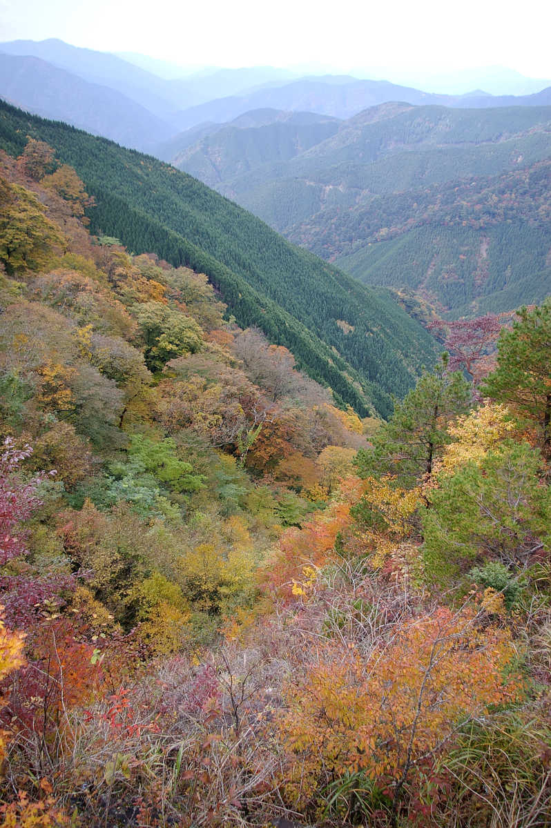 龍神スカイラインの紅葉