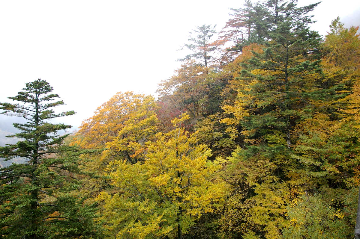 龍神スカイラインの紅葉