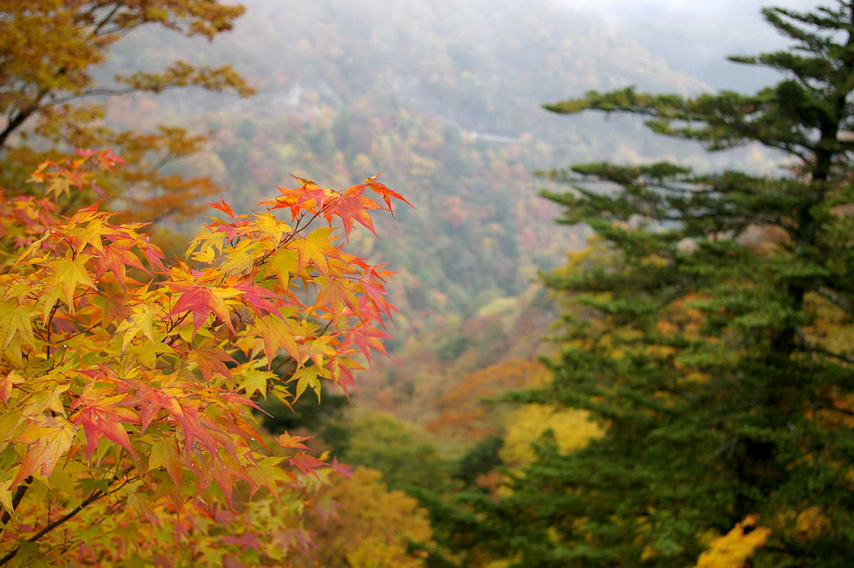 龍神スカイラインの紅葉