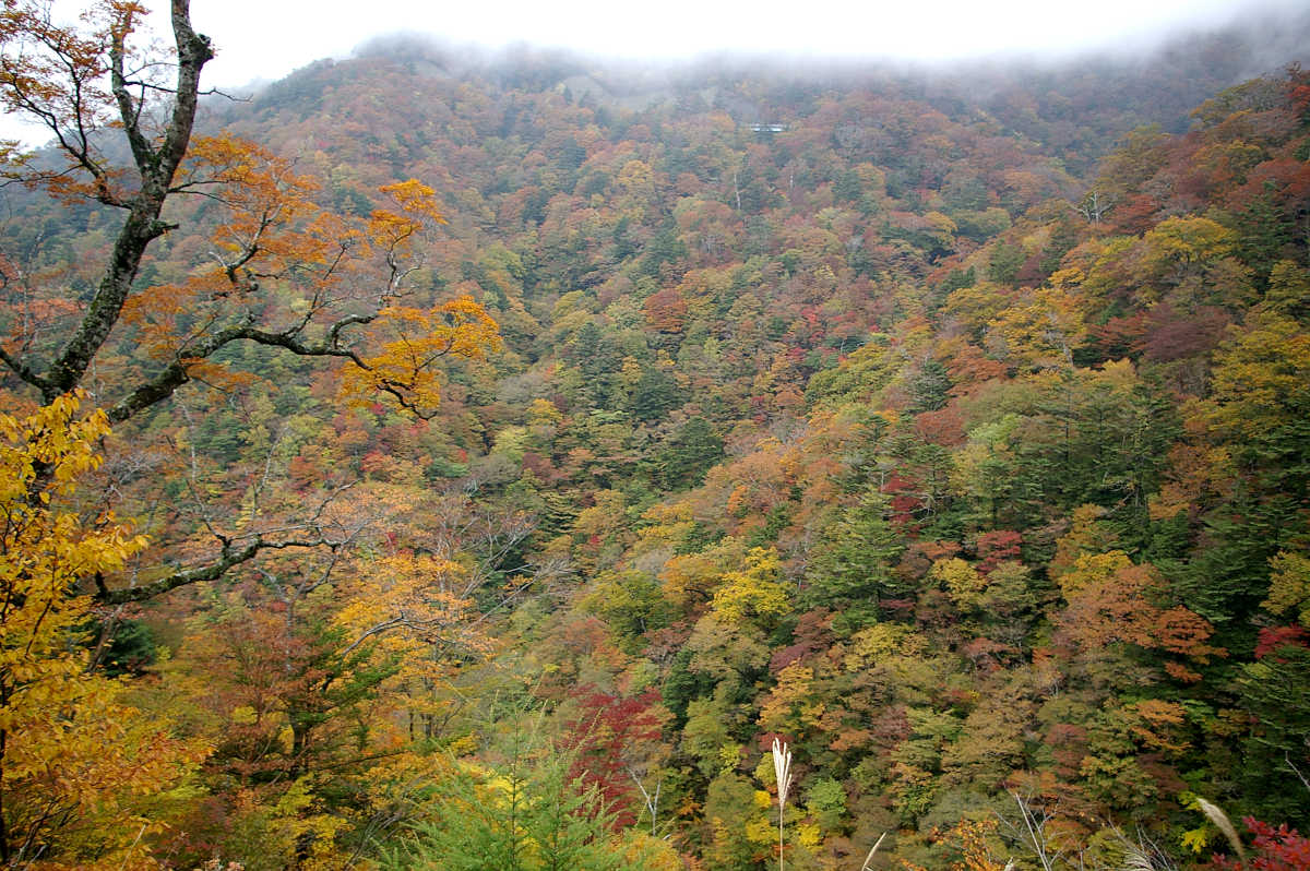 龍神スカイラインの紅葉