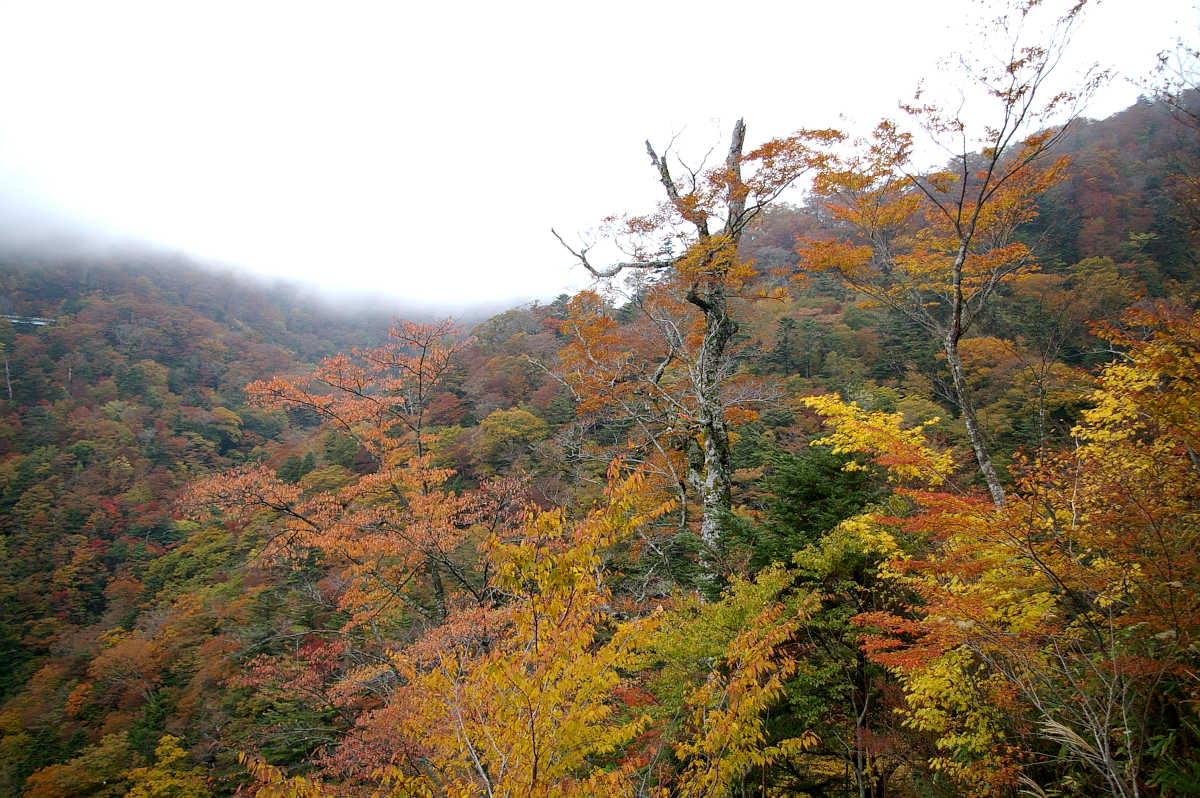 龍神スカイラインの紅葉