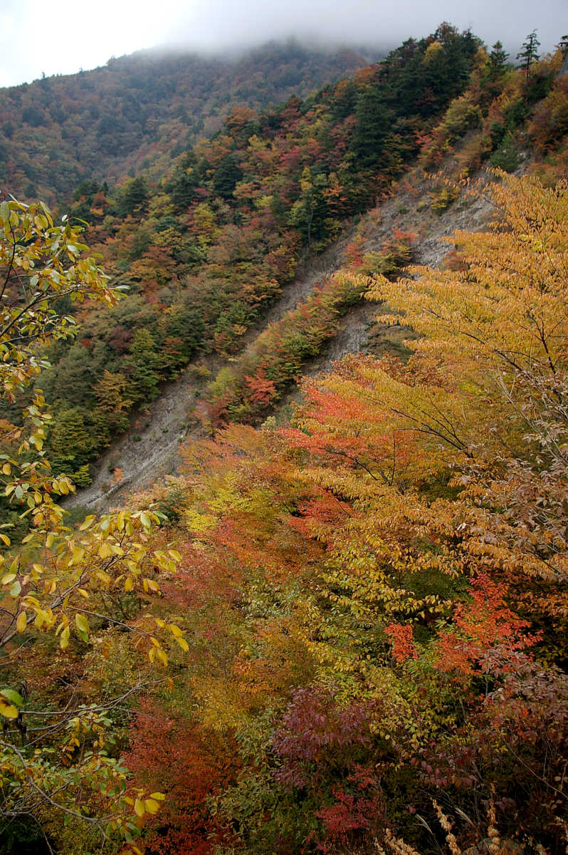 龍神スカイラインの紅葉