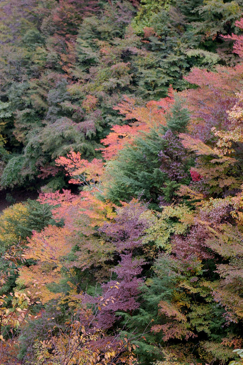 龍神スカイラインの紅葉