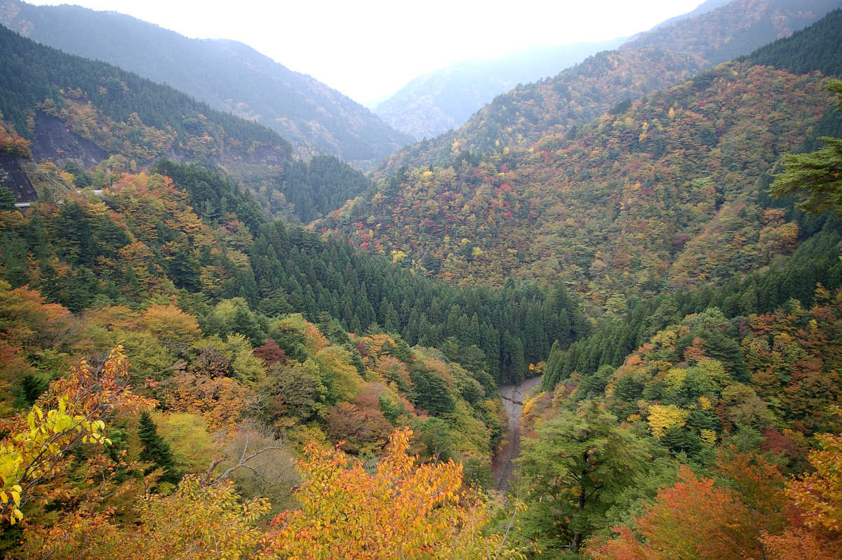 龍神スカイラインの紅葉