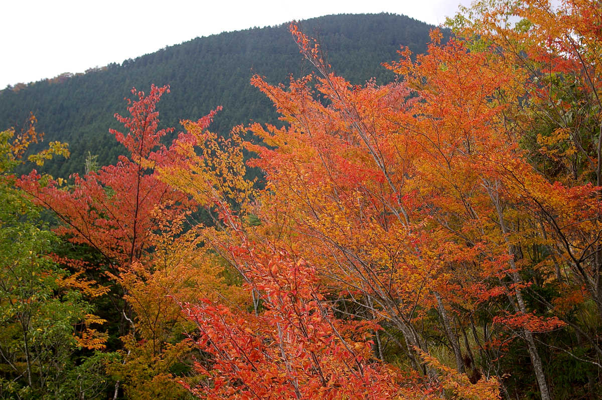 龍神スカイラインの紅葉