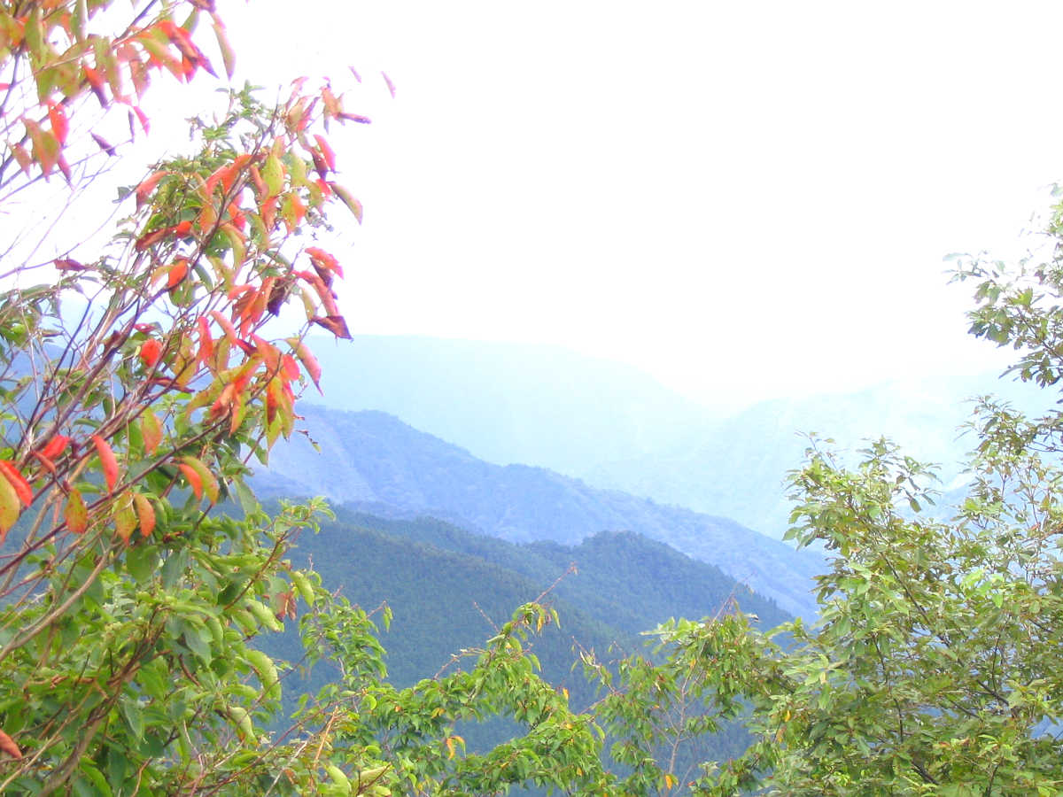 龍神スカイラインの紅葉