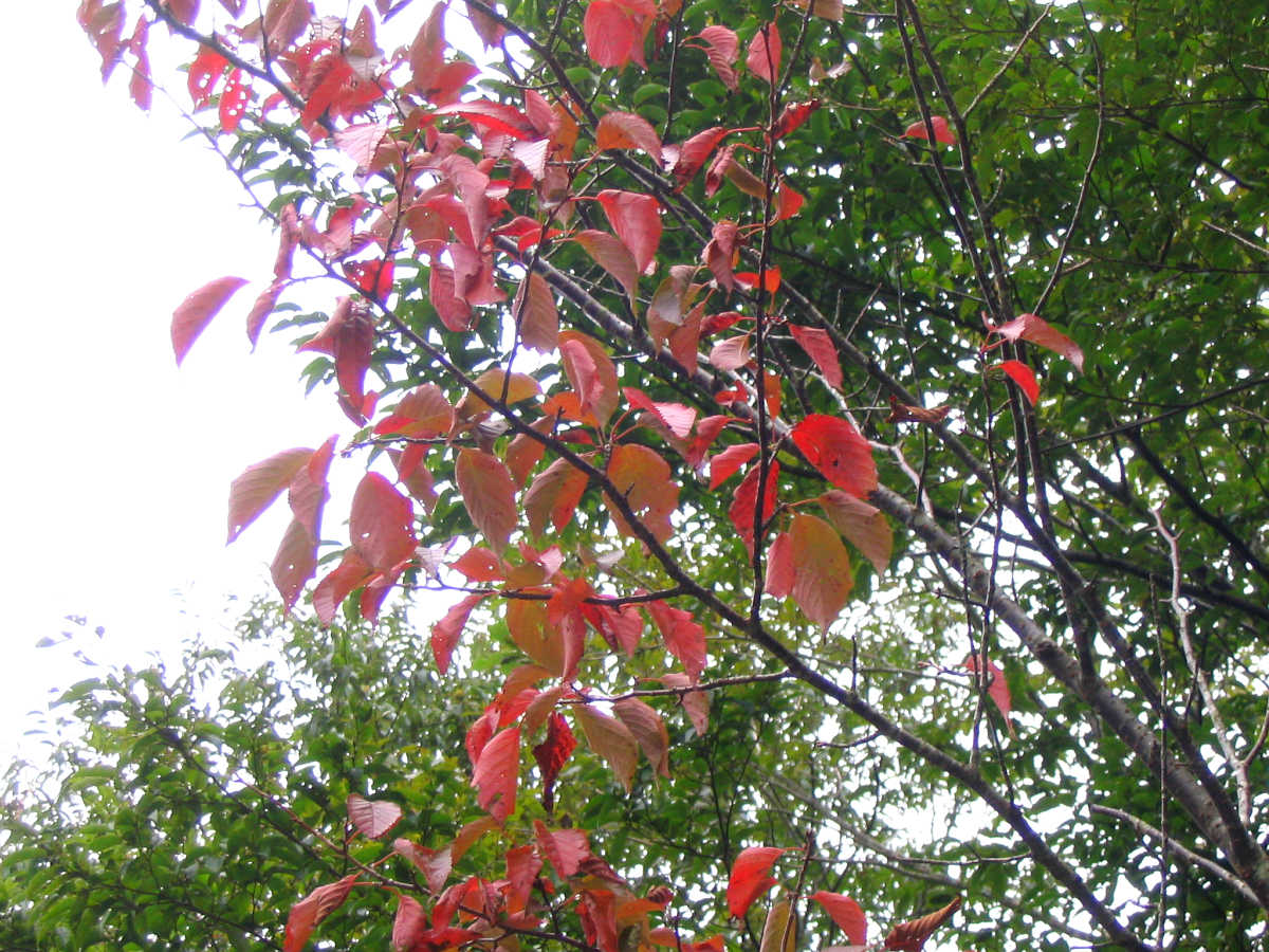 龍神スカイラインの紅葉