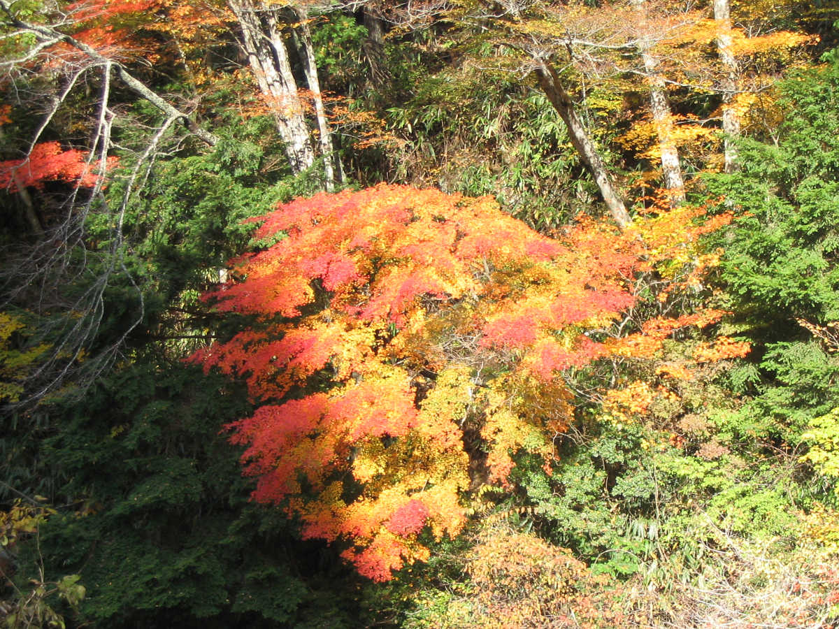 龍神スカイラインの紅葉