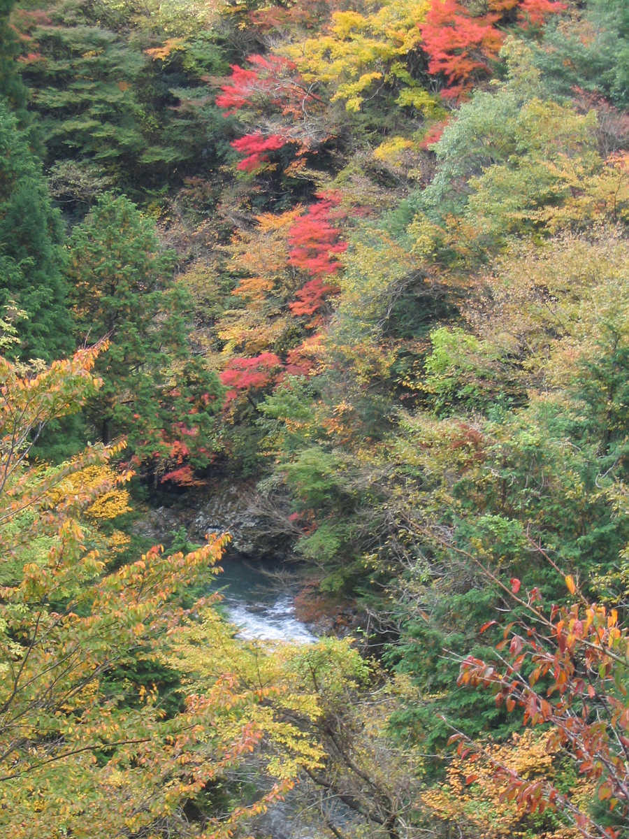 龍神スカイラインの紅葉