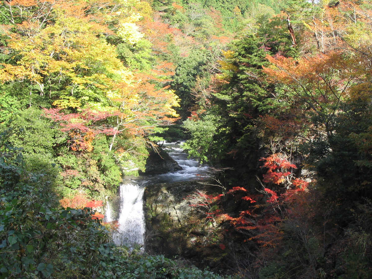 龍神スカイラインの紅葉