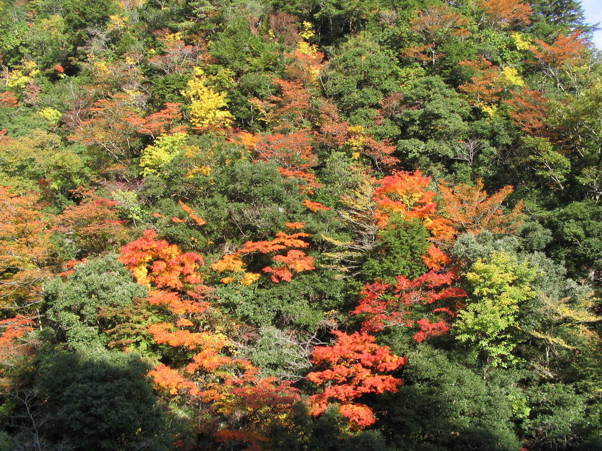 龍神スカイラインの紅葉