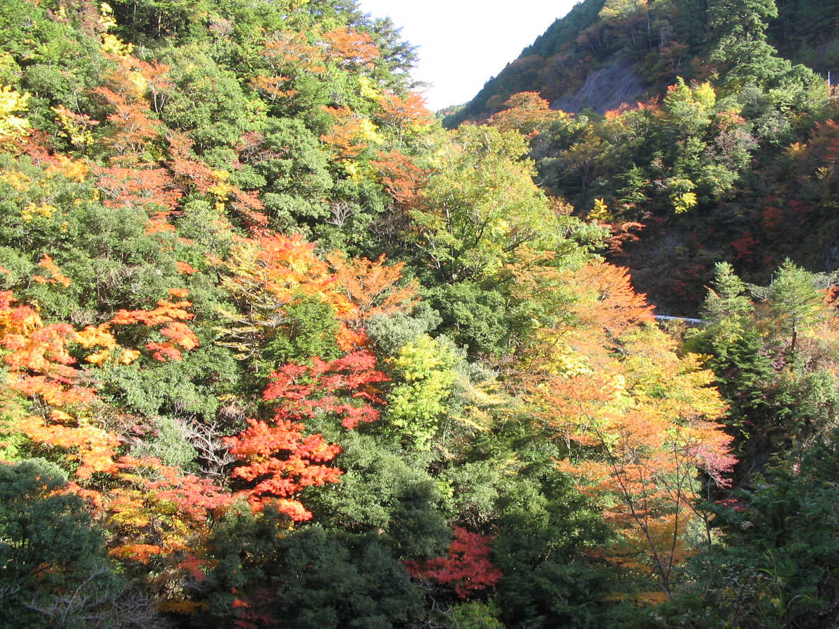 龍神スカイラインの紅葉