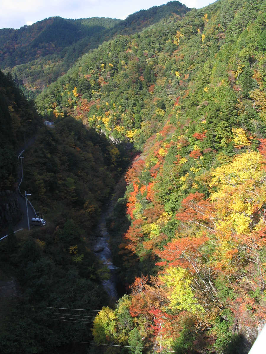 龍神スカイラインの紅葉