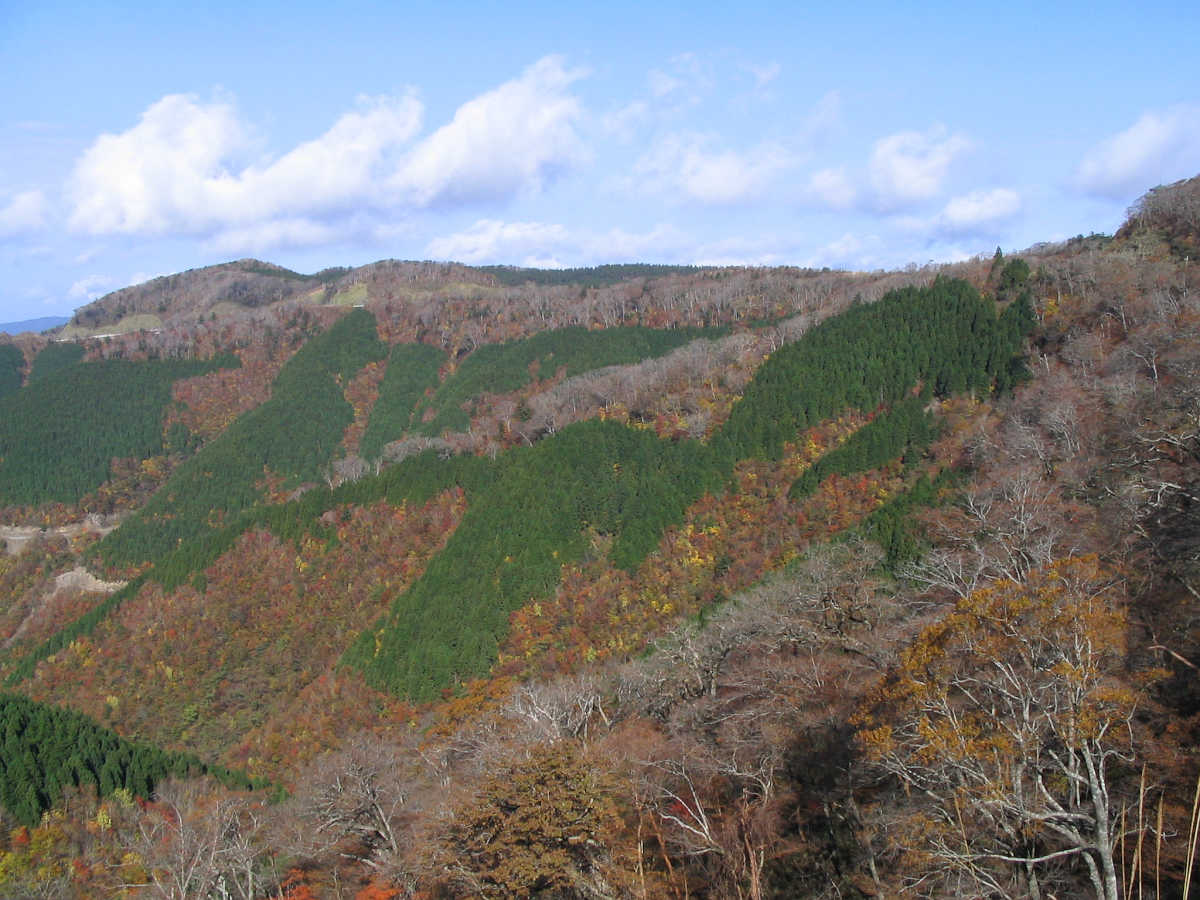 龍神スカイラインの紅葉