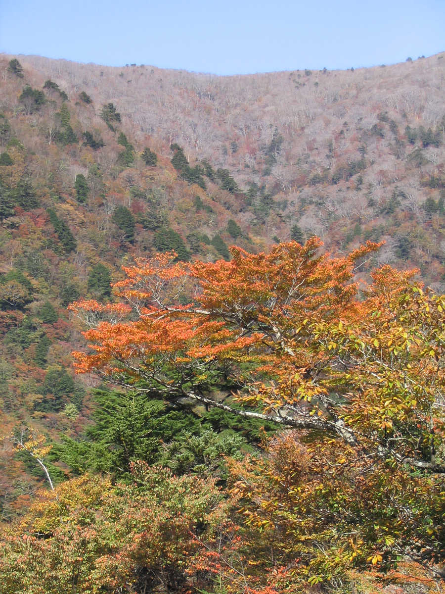 龍神スカイラインの紅葉