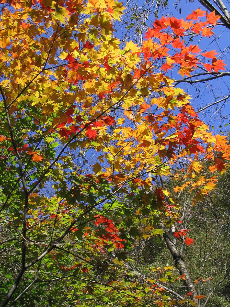 龍神スカイラインの紅葉