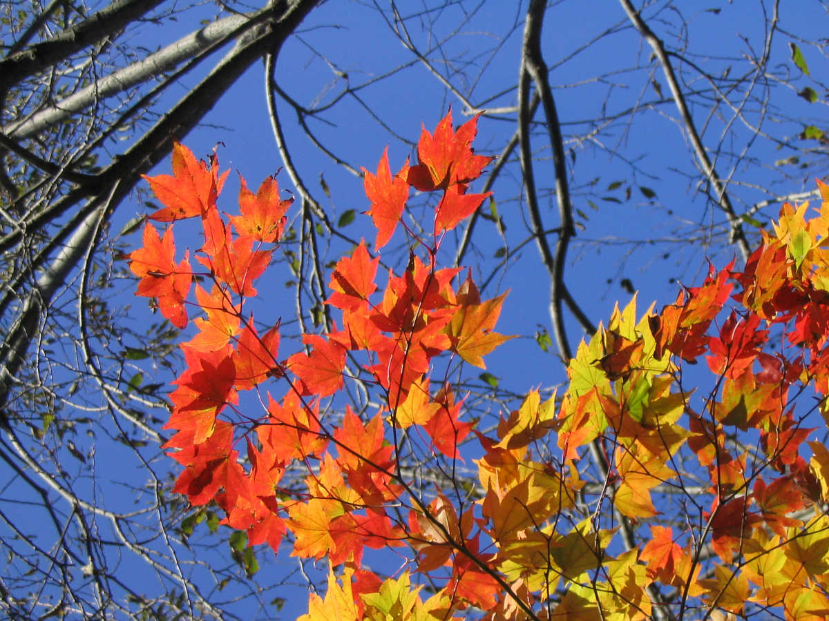 龍神スカイラインの紅葉