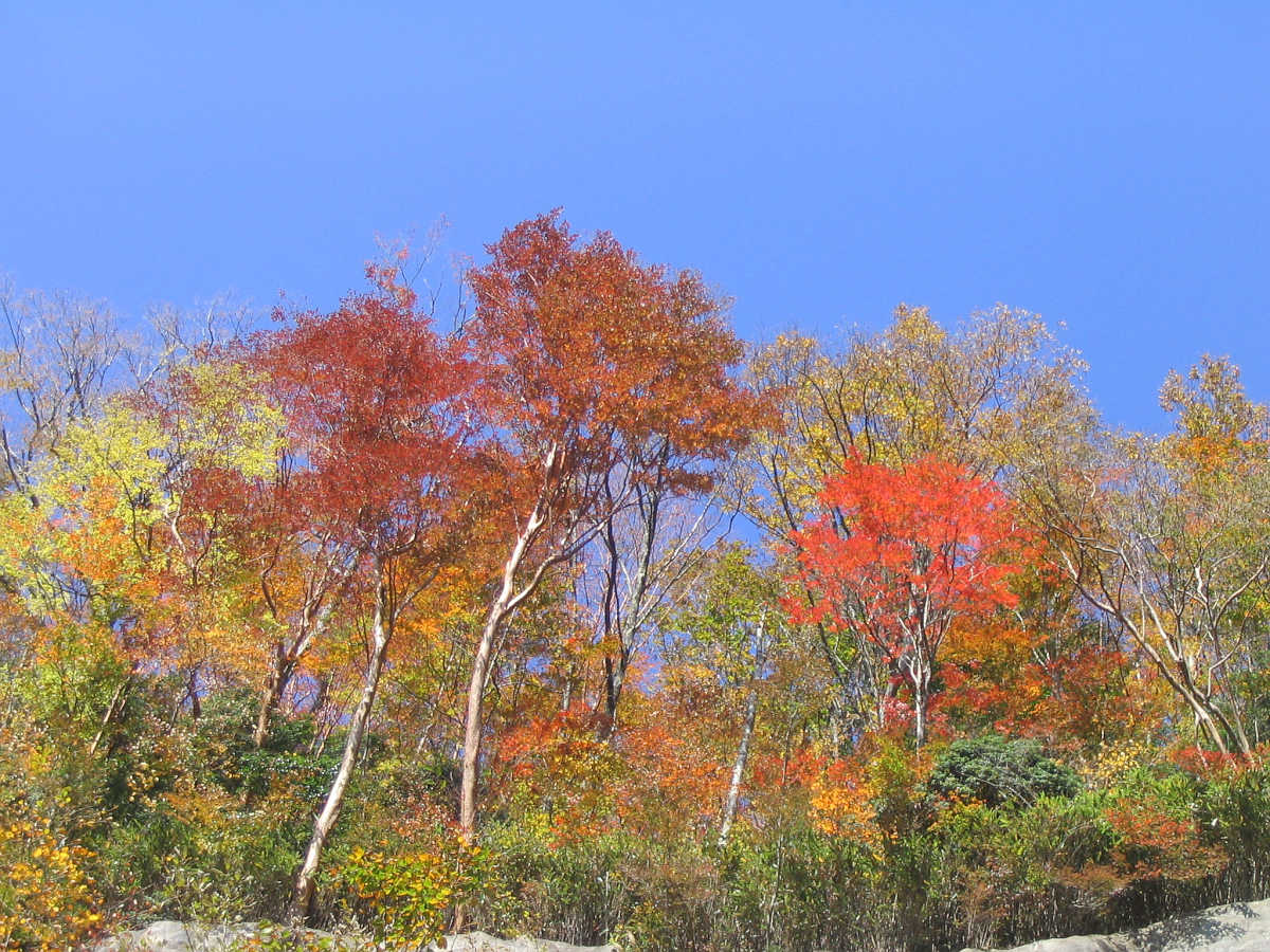 龍神スカイラインの紅葉