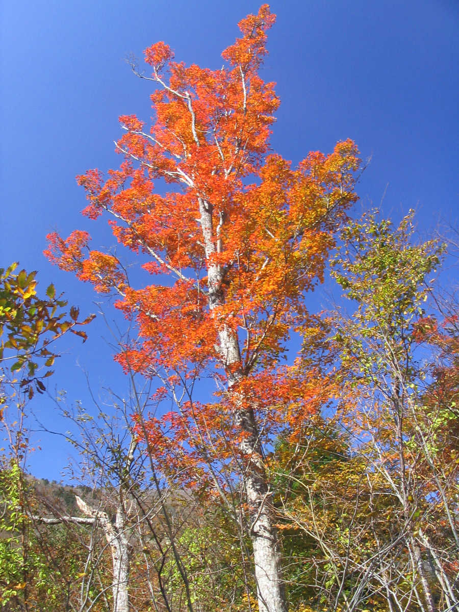 龍神スカイラインの紅葉