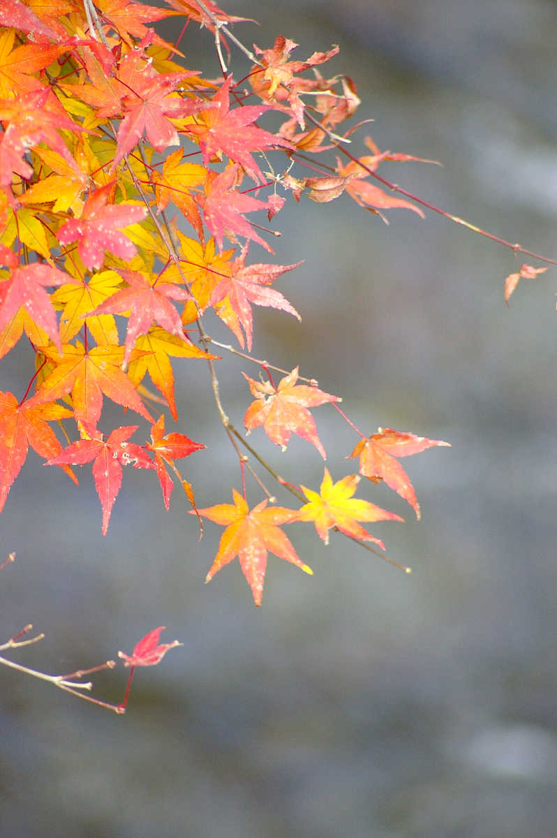 和歌山・橋本・玉川峡の紅葉