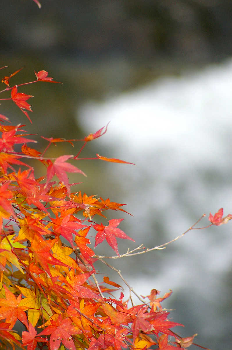 和歌山・橋本・玉川峡の紅葉