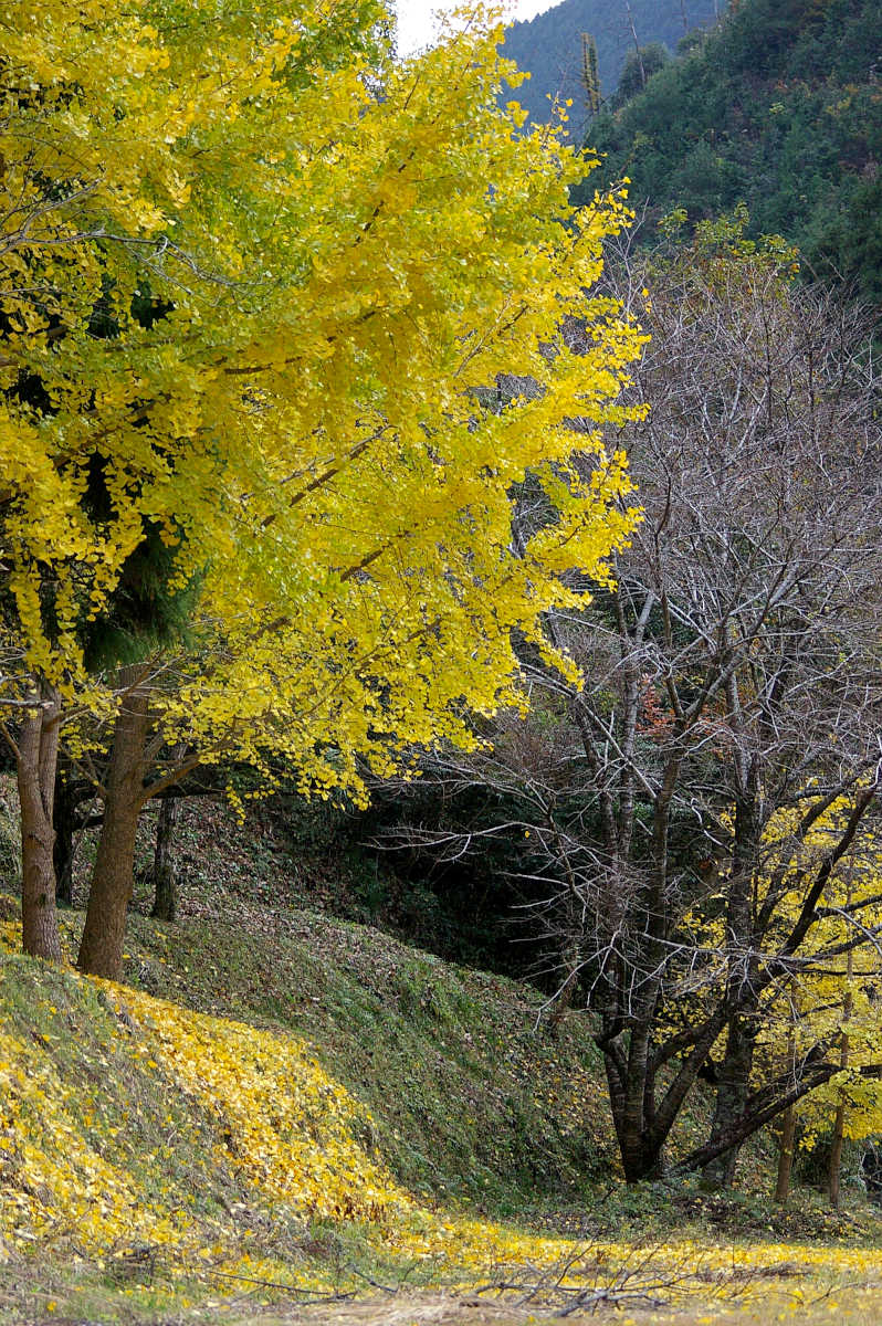 和歌山・橋本・玉川峡の紅葉