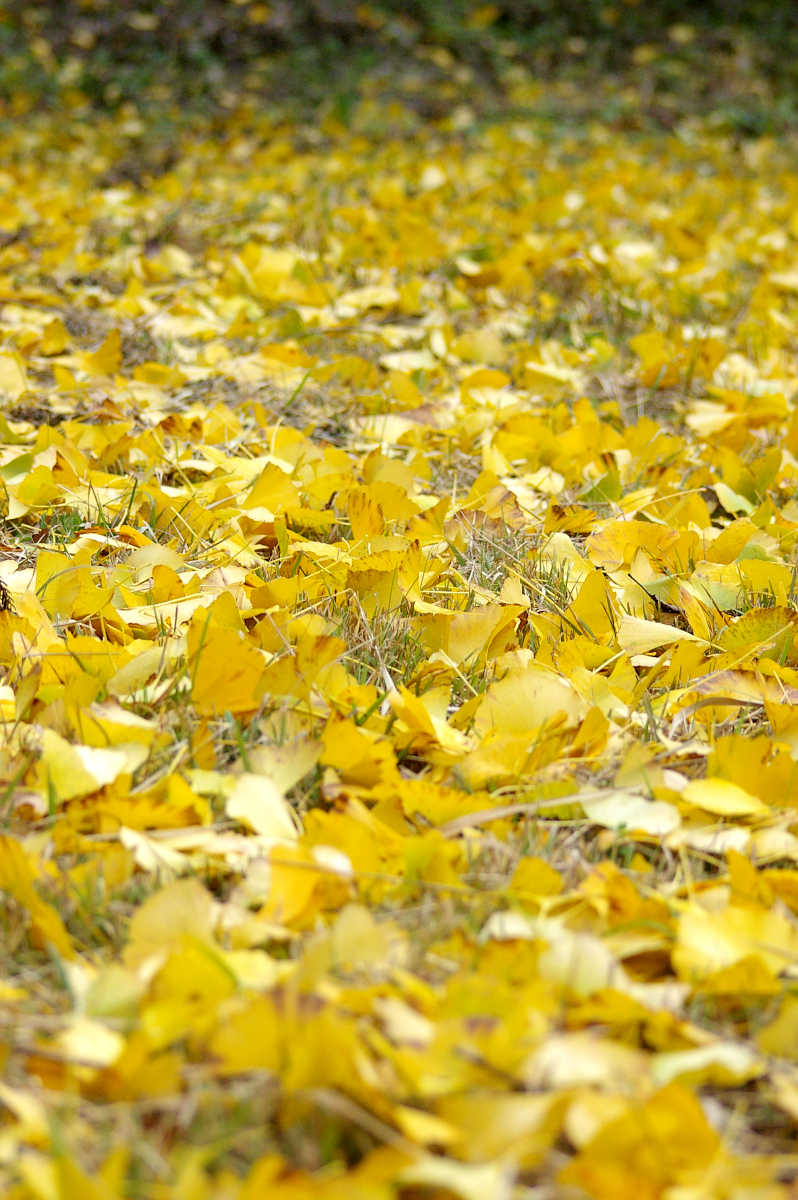 和歌山・橋本・玉川峡の紅葉