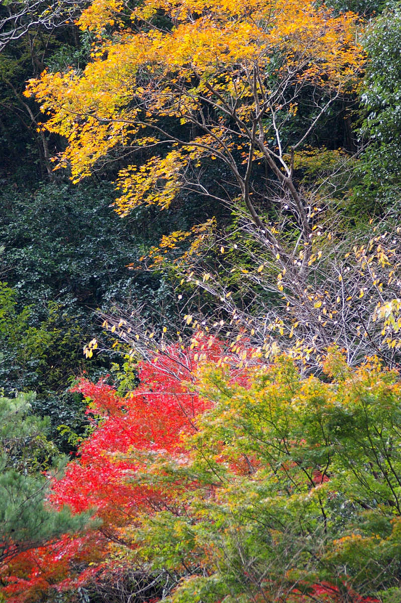 和歌山・橋本・玉川峡の紅葉