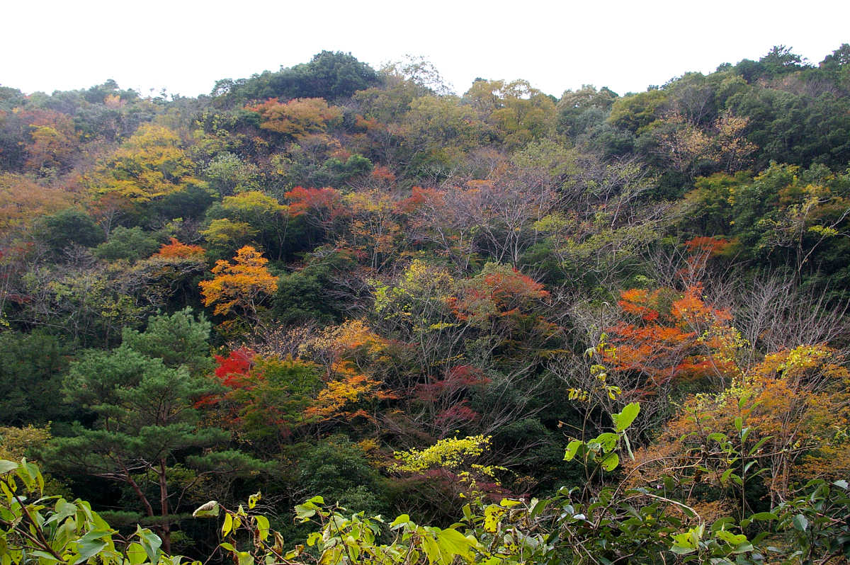 和歌山・橋本・玉川峡の紅葉