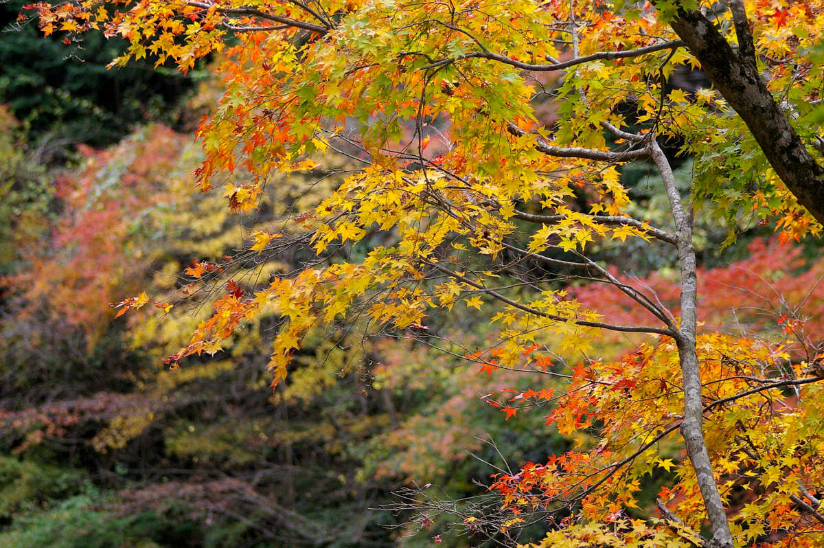 和歌山・橋本・玉川峡の紅葉