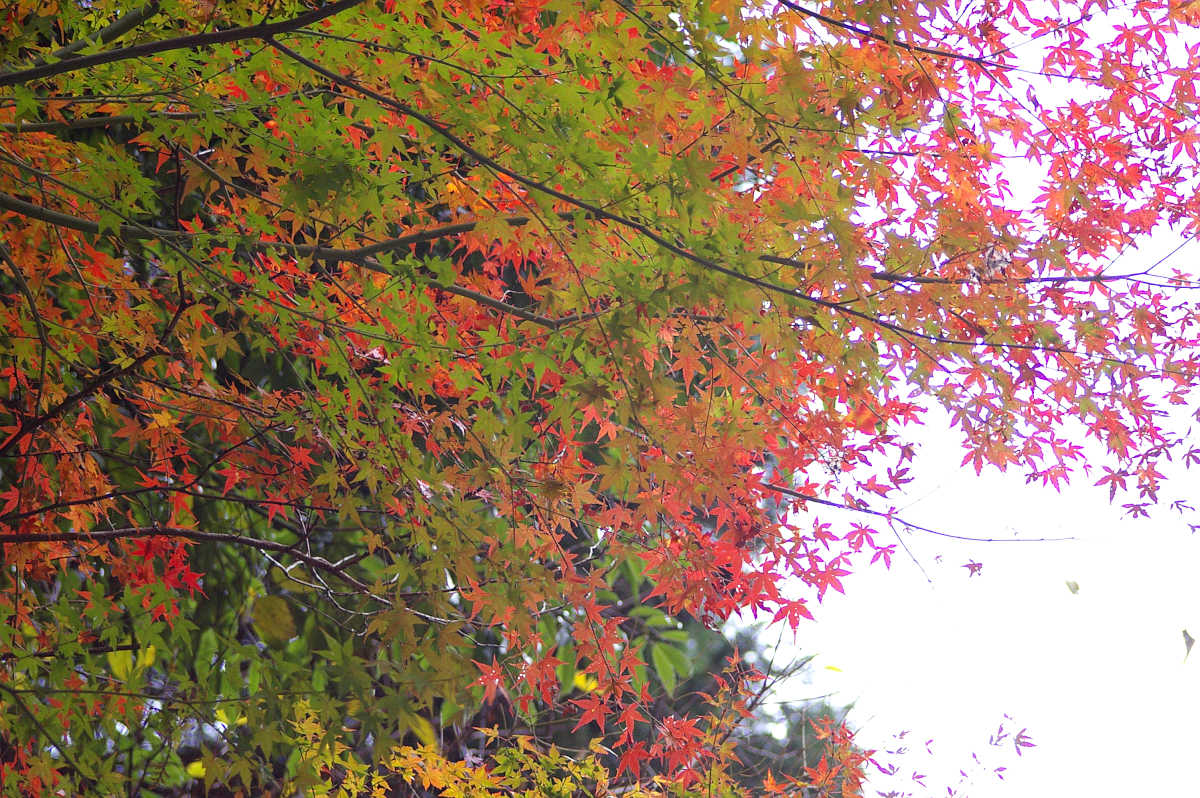 和歌山・橋本・玉川峡の紅葉