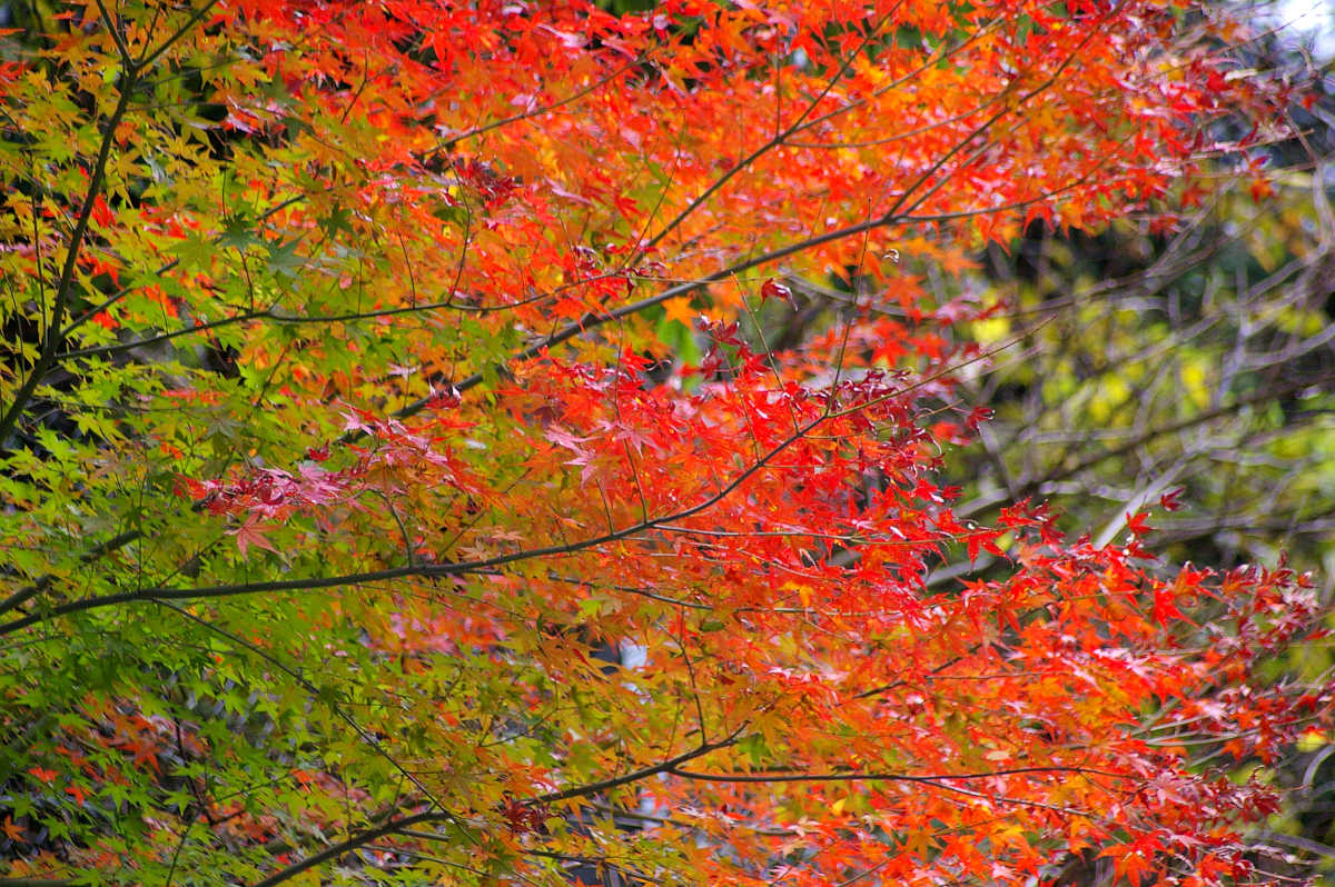 和歌山・橋本・玉川峡の紅葉