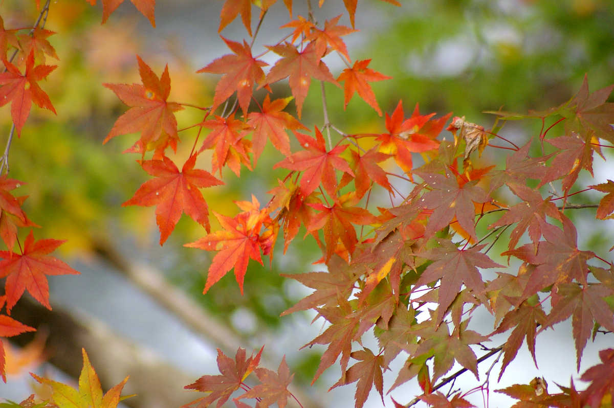 和歌山・橋本・玉川峡の紅葉