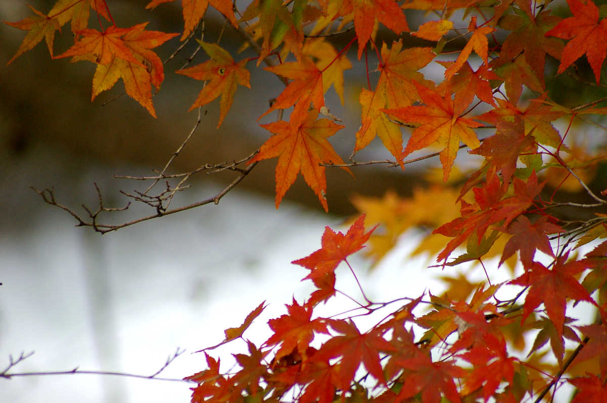 和歌山・橋本・玉川峡の紅葉