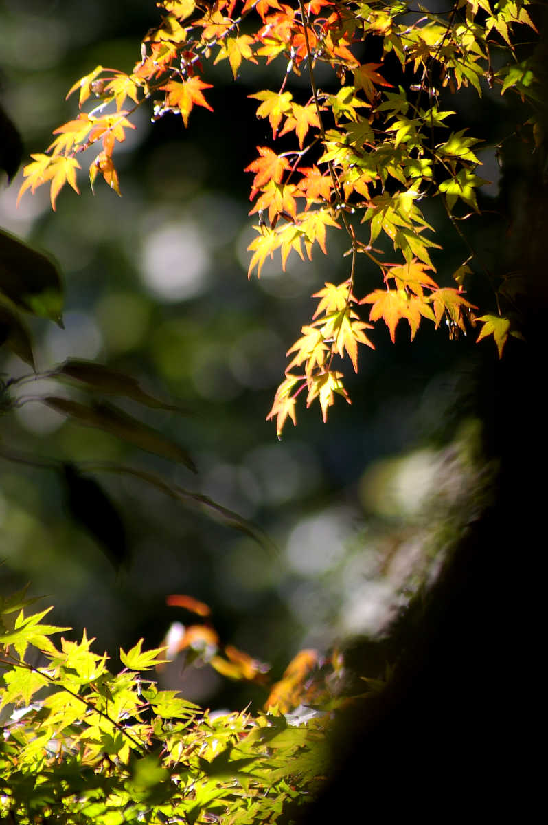 和歌山・橋本・玉川峡の紅葉