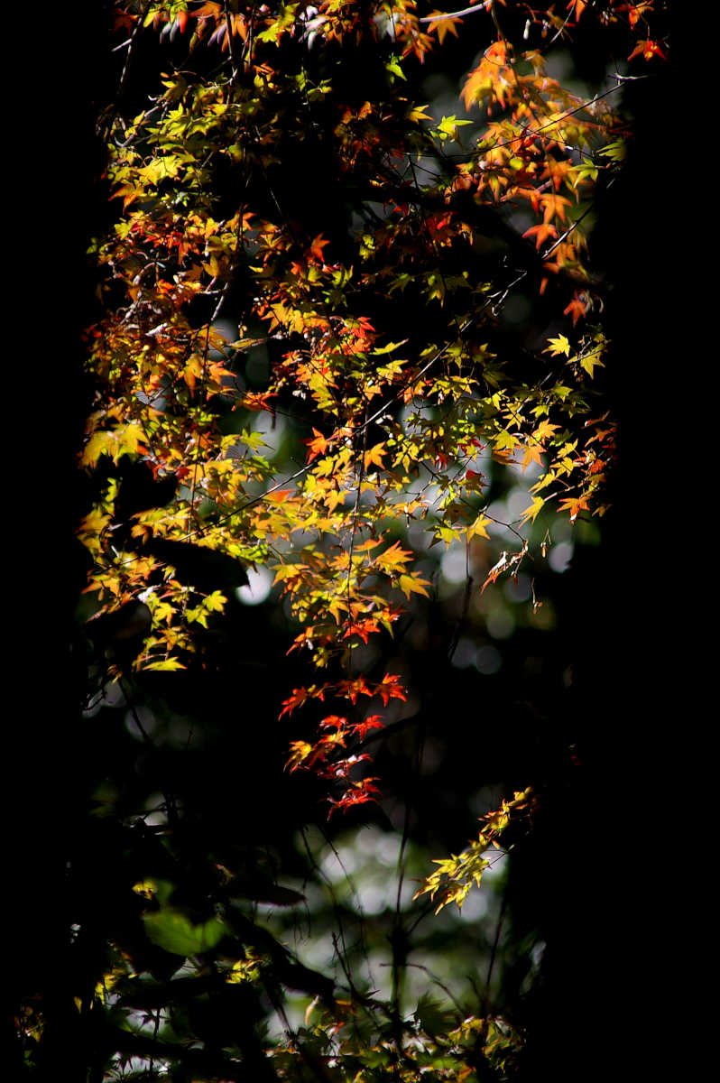 和歌山・橋本・玉川峡の紅葉