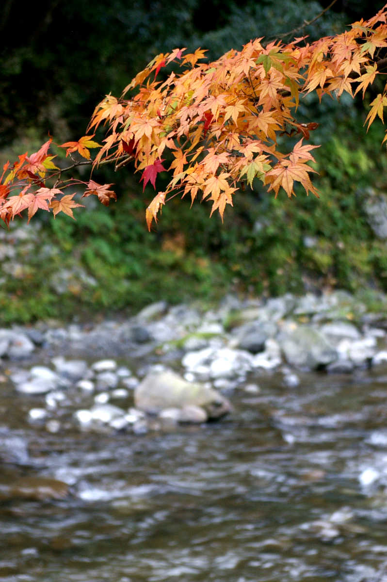 和歌山・橋本・玉川峡の紅葉