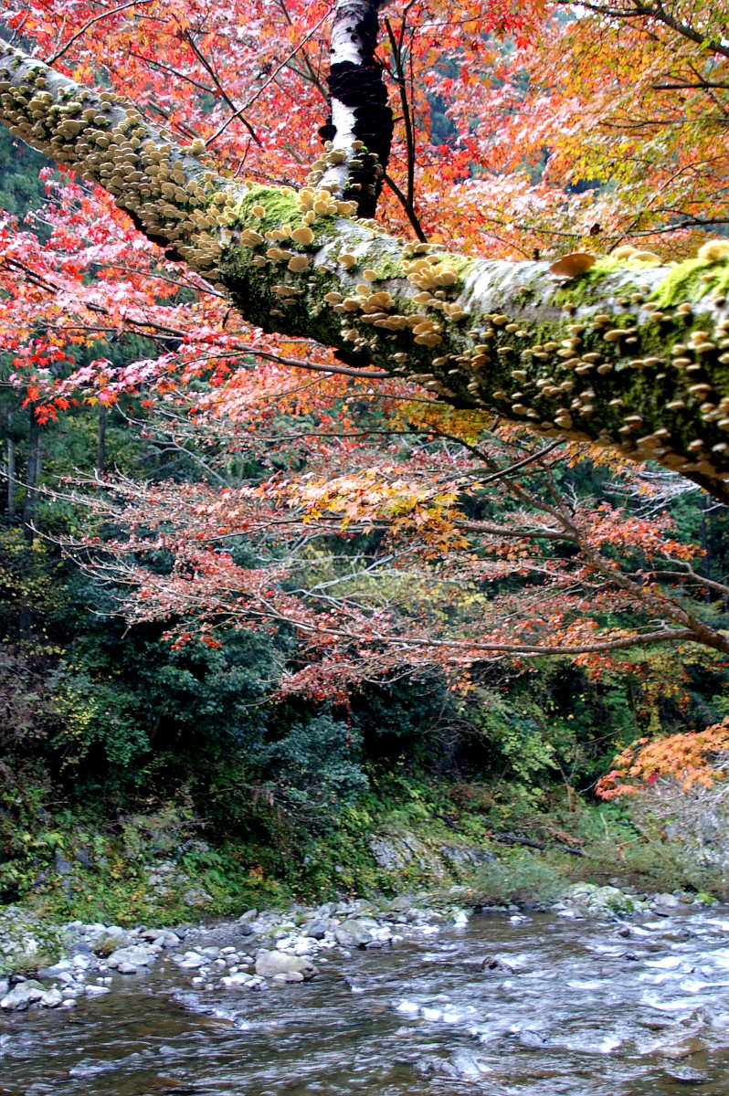 和歌山・橋本・玉川峡の紅葉