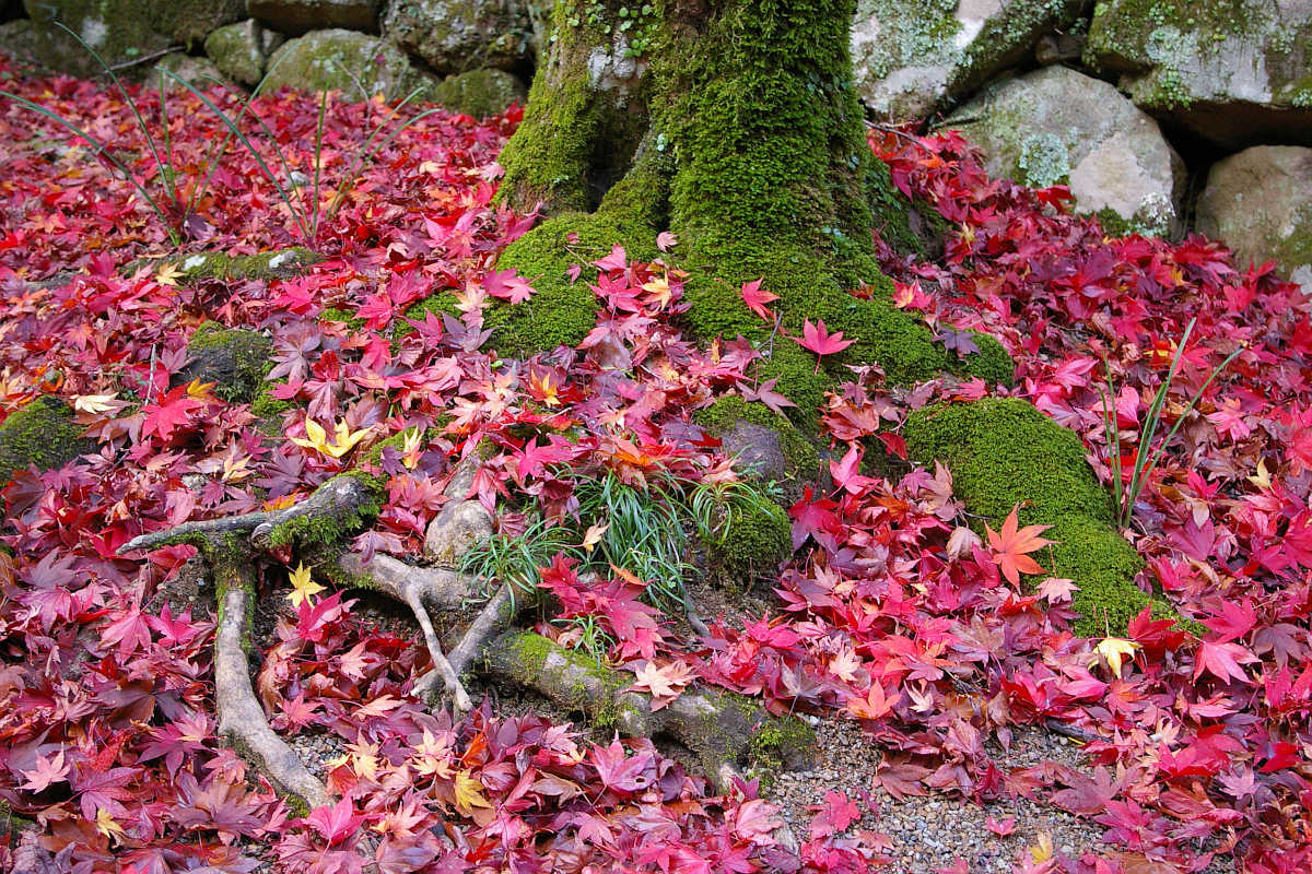 岸和田・牛滝山大威徳寺の紅葉