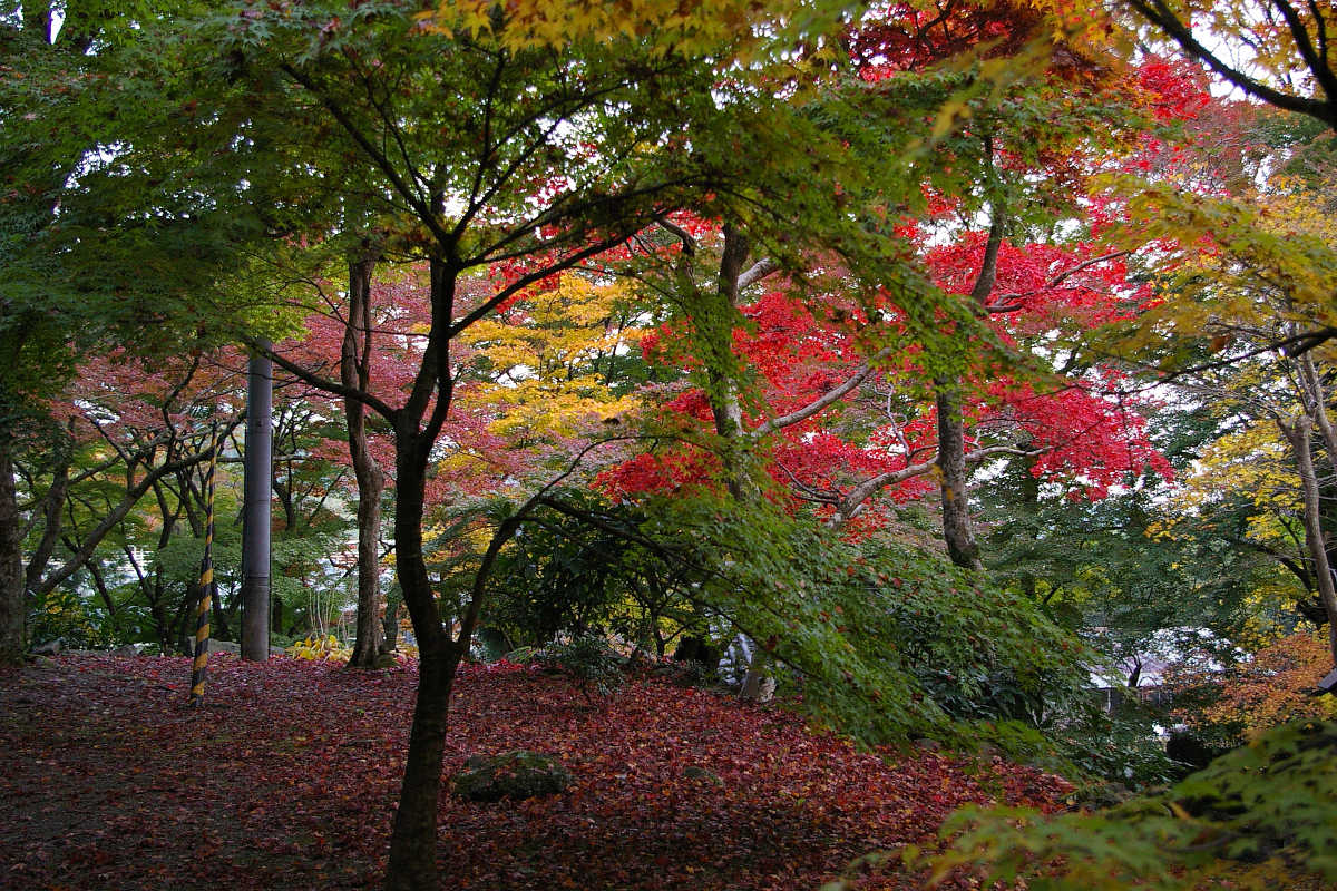 岸和田・牛滝山大威徳寺の紅葉