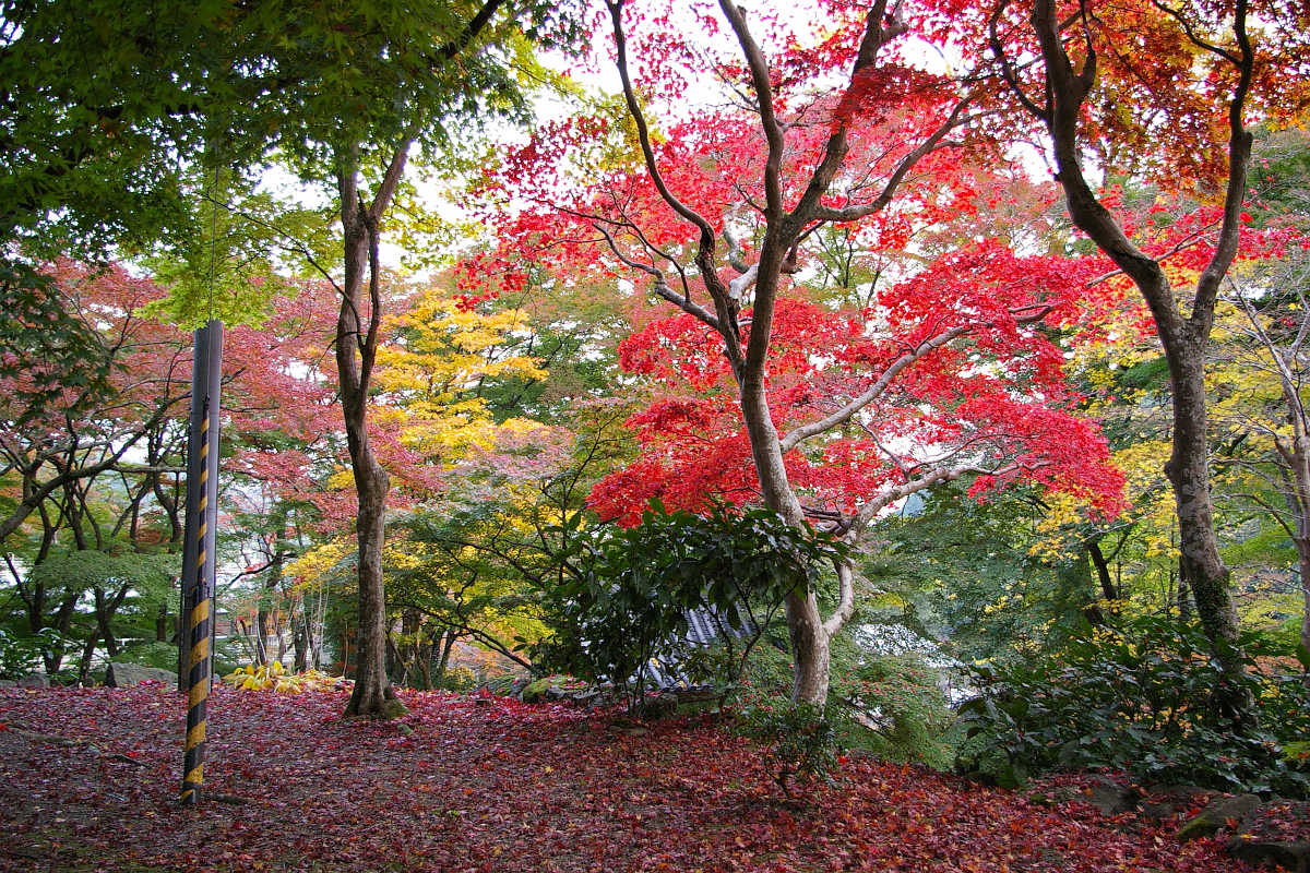 岸和田・牛滝山大威徳寺の紅葉